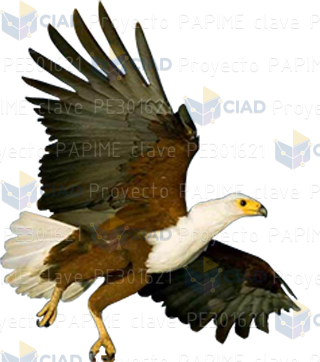 Águila