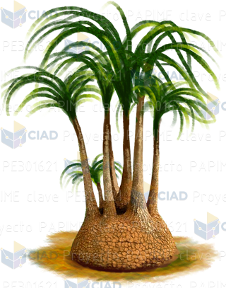 Planta pata de elefante con sombra