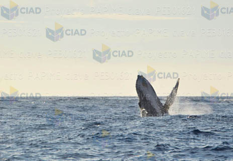 Ballena jorobada