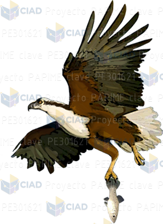 Águila con pez