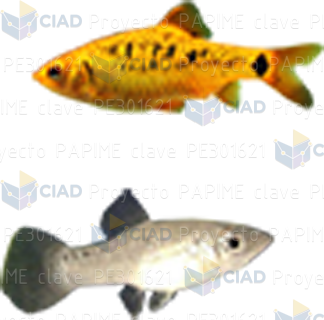 Peces