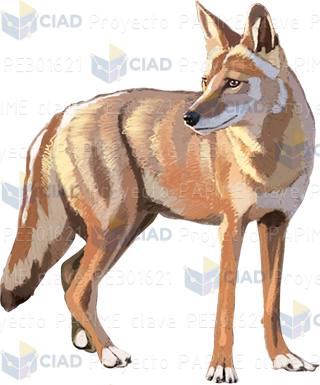 Coyote