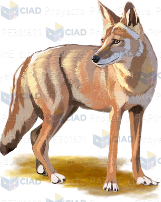 Coyote con tierra