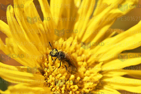 Margarita con insecto