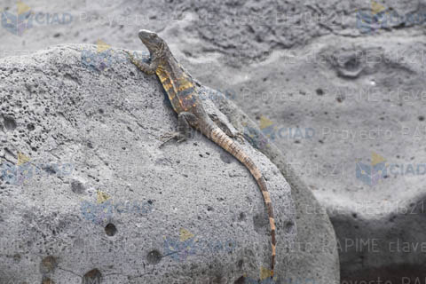 Iguana sobre roca