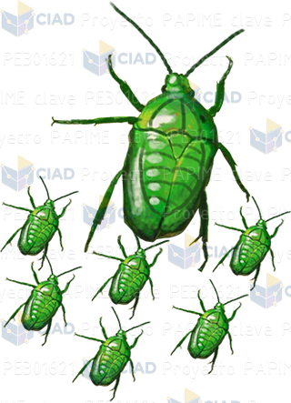 Insectos