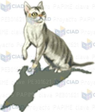 Gato gris
