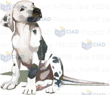 Dalmata cachorro sentado