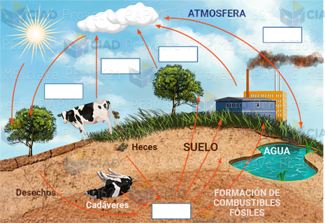 Ruta del carbono como CO2