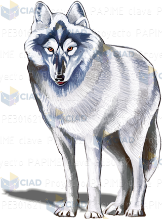 Lobo blanco