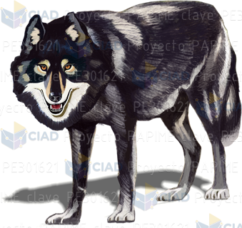 Lobo blanco y negro