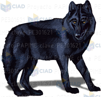 Lobo negro