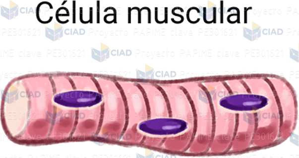 Célula muscular con nombre