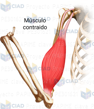 Esquema de músculo contraído