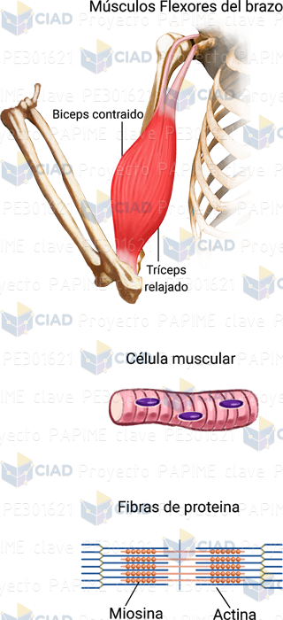 Musculatura de brazo contraído