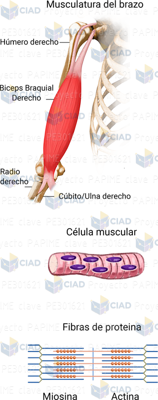 Musculatura de brazo relajado
