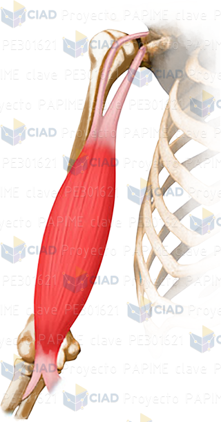 CIAD - Catálogo de Insumos Audiovisuales Digitales