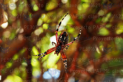 Araña multicolor