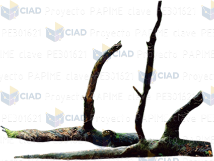 Ramas secas de árbol