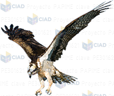 Águila con plumaje blanco