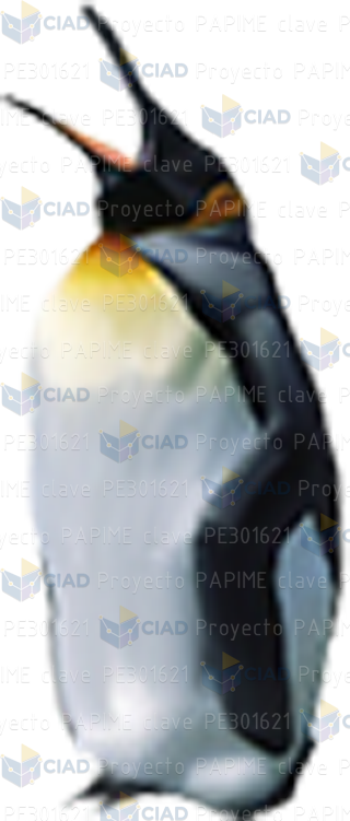 Pingüino pico abierto