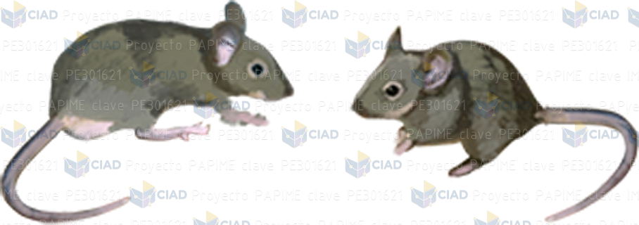 Ratones